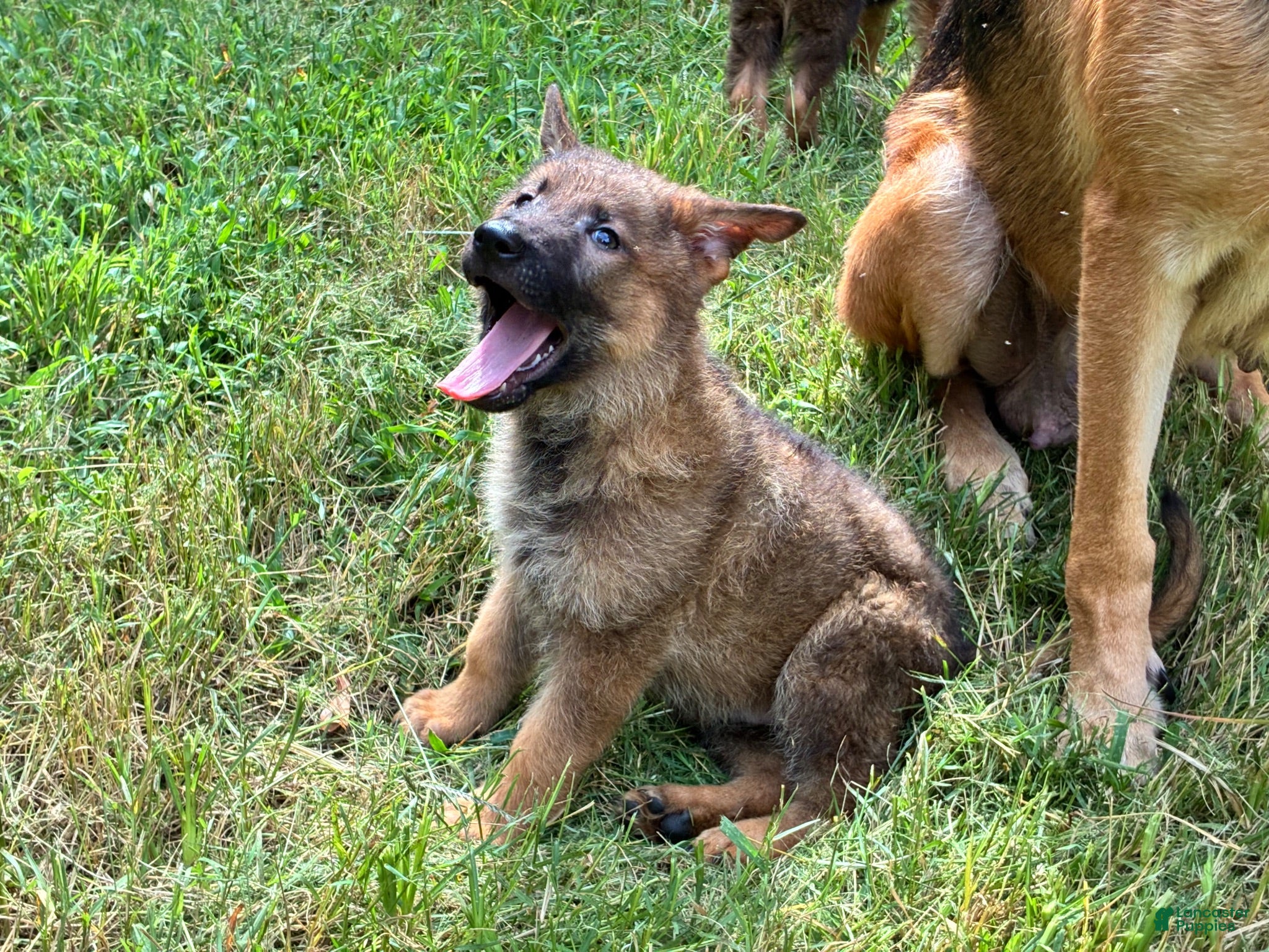 German Shepherd dogs German Shepherd Male #1 - Ad 6