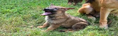 German Shepherd Male #1