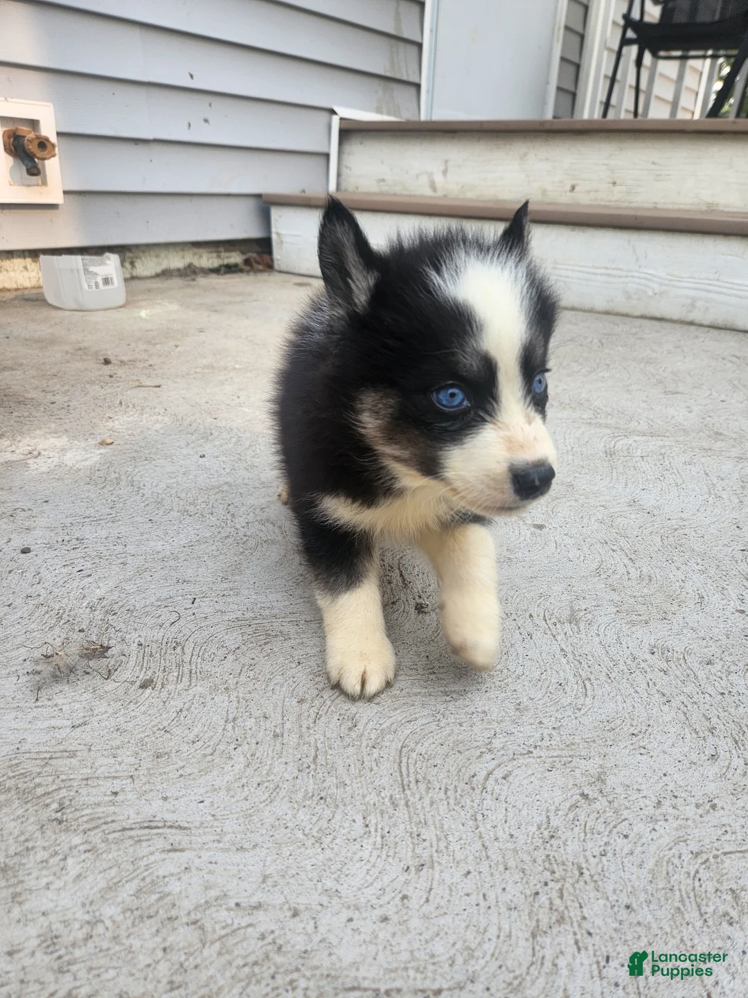 Siberian Husky dogs for sale: Siberian Husky 5 - Ad 2