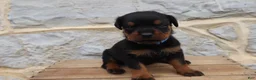 Rottweiler dogs for sale: Blaze - Ad 1