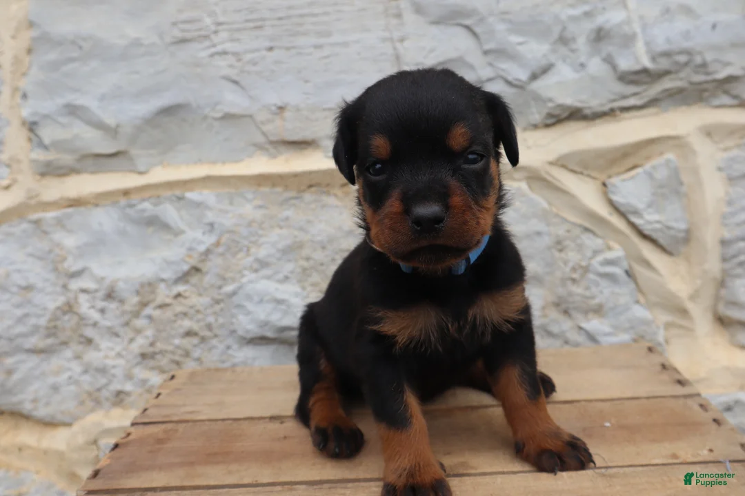 Rottweiler dogs for sale: Blaze - Ad 1
