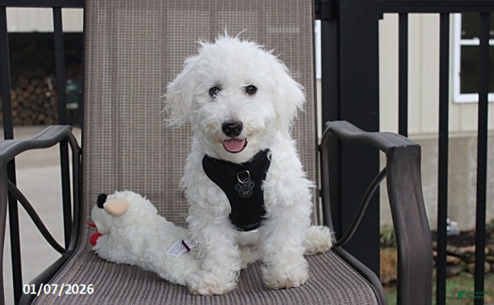 Bichon Frise dogs Carson - Ad 42