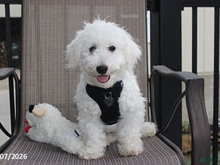 Bichon Frise dogs Carson - Ad 24