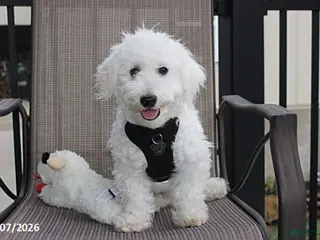Bichon Frise dogs Carson - Ad 14
