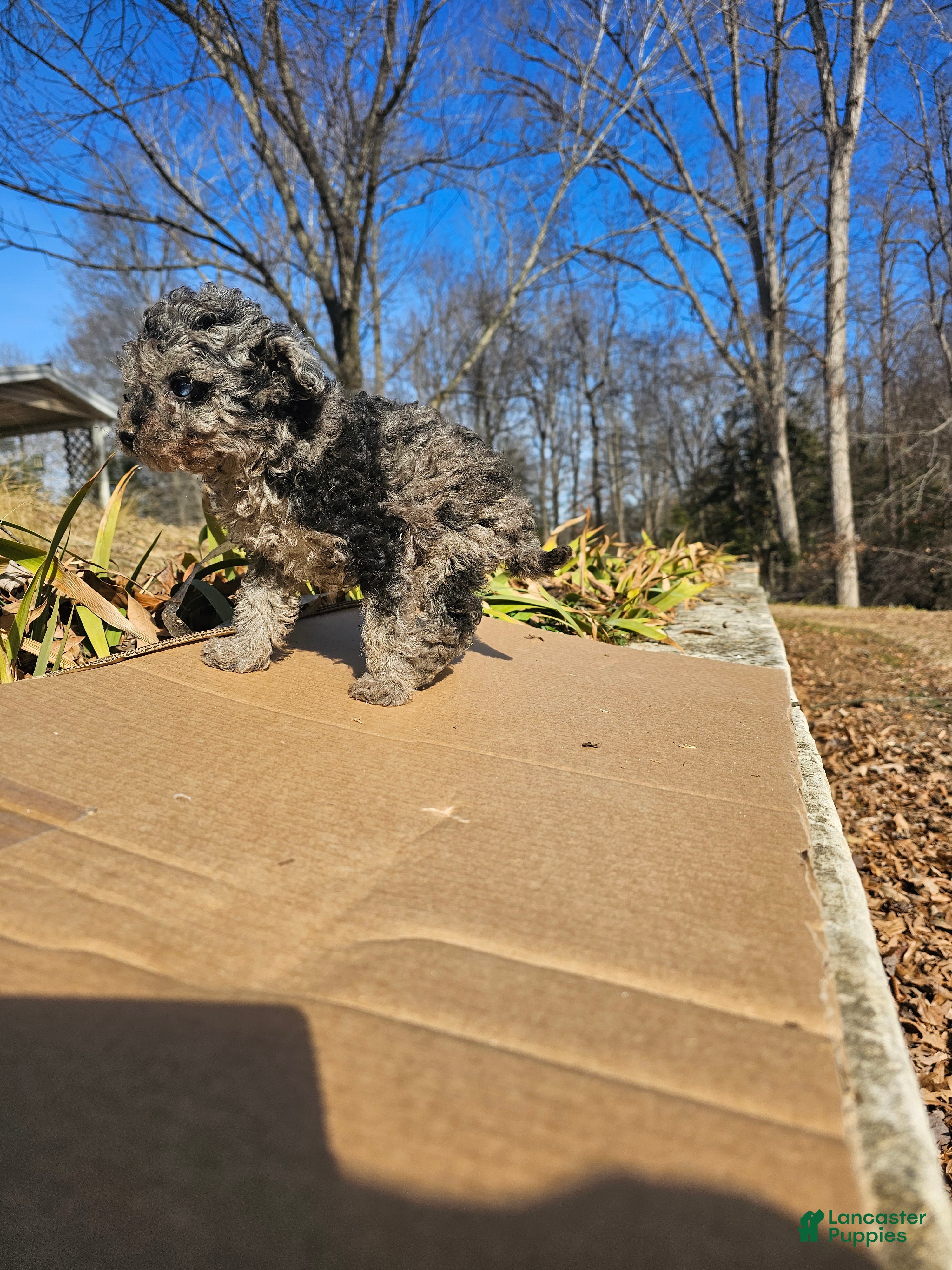 Toy Poodle dogs Abby - Ad 2