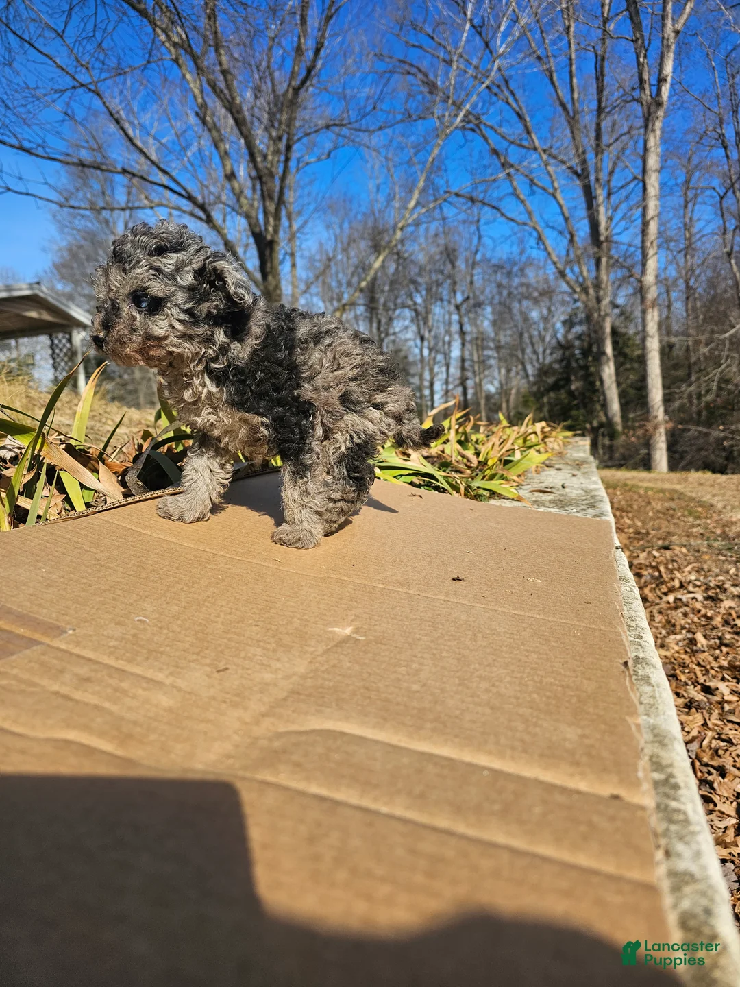 Toy Poodle dogs for sale: Abby - Ad 2