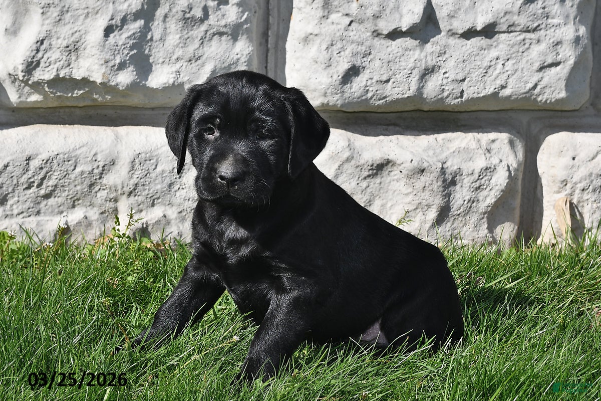Labrador Retriever dogs Cole - Ad 1