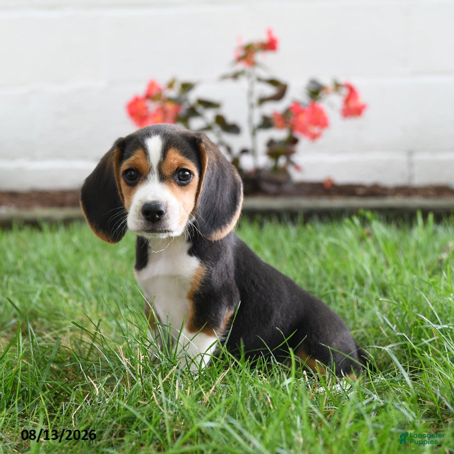 Beagle dogs Tina - Ad 1
