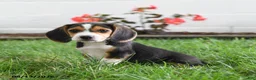 Beagle dogs for sale: Tina - Ad 1