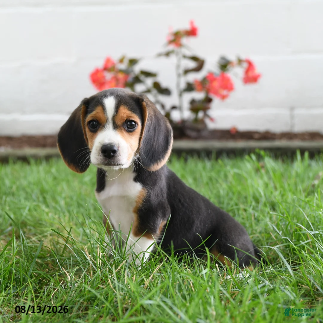 Beagle dogs for sale: Tina - Ad 1