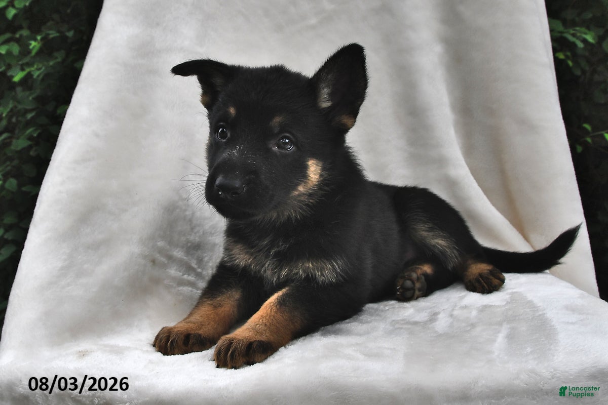 German Shepherd dogs Penny - Ad 2