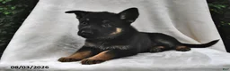 German Shepherd dogs for sale: Penny - Ad 2