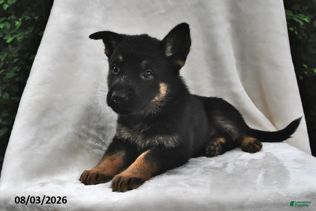 German Shepherd dogs for sale: Penny - Ad 2