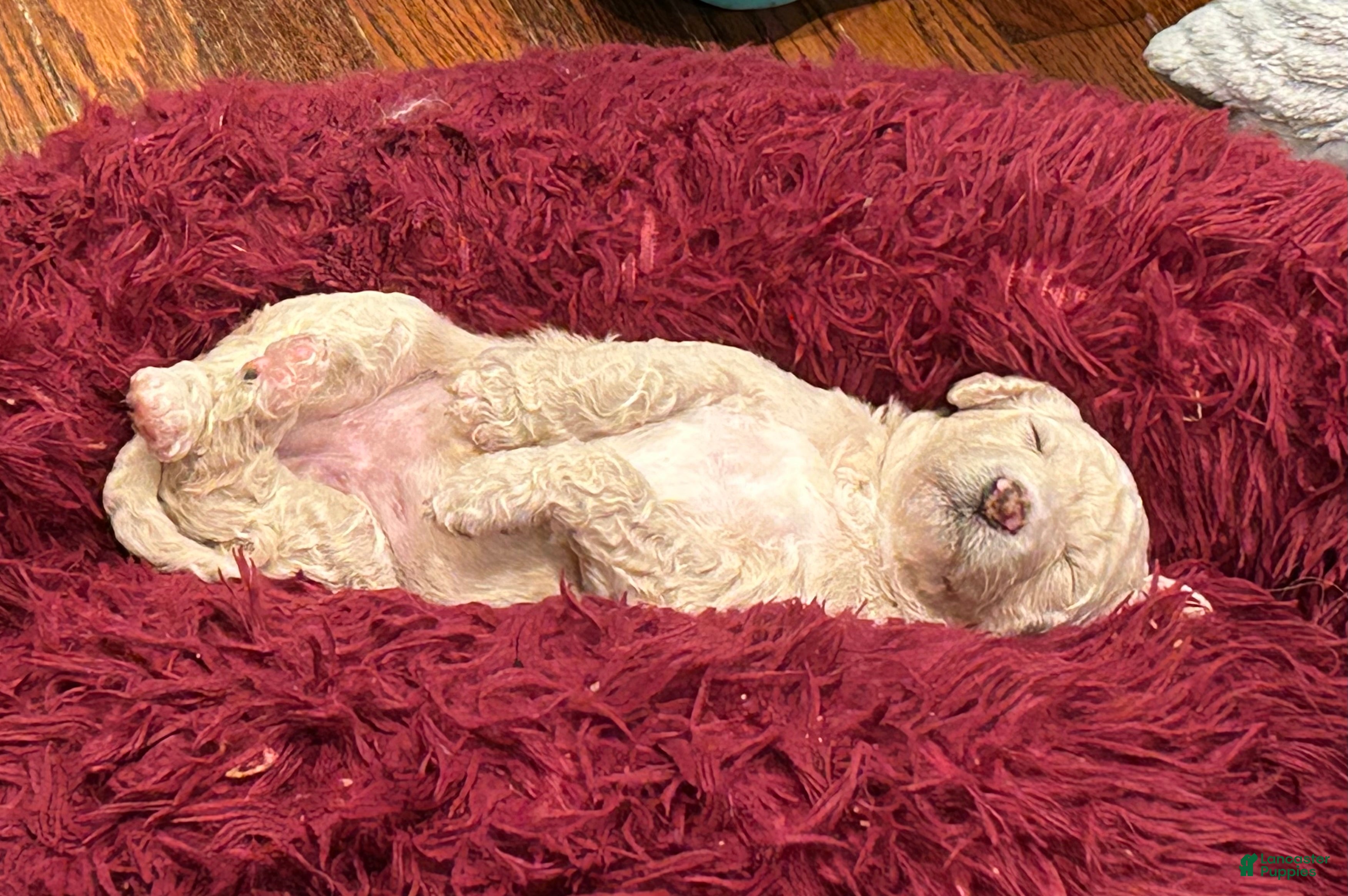 Goldendoodle dogs for sale: Miss Creamy - Ad 22