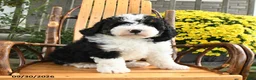 Mini Bernedoodle dogs for sale: Buster - Ad 3