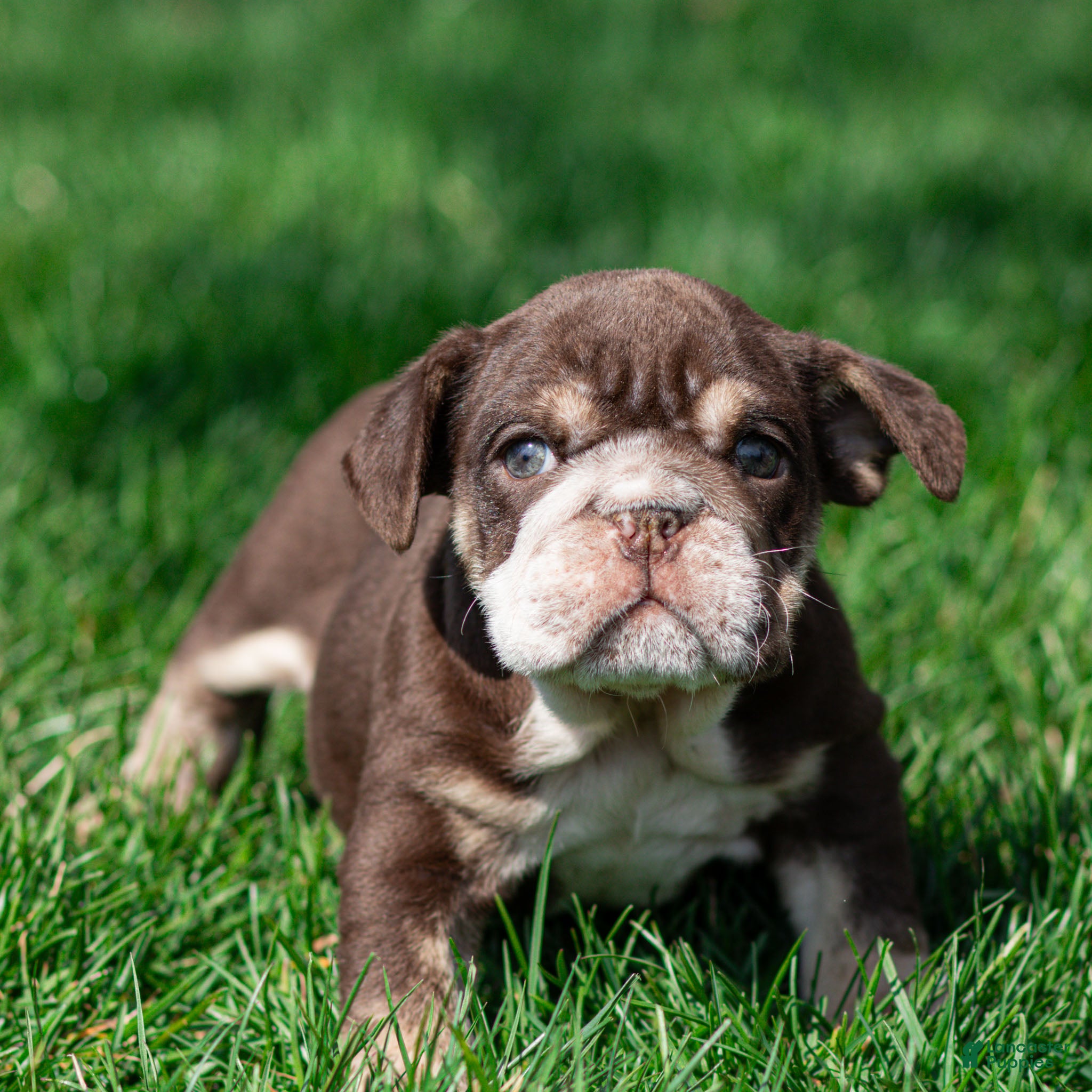 English Bulldog dogs Hershey Drift English Bulldog Puppy  - Ad 1