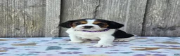 Beaglier dogs for sale: Bella - Ad 3
