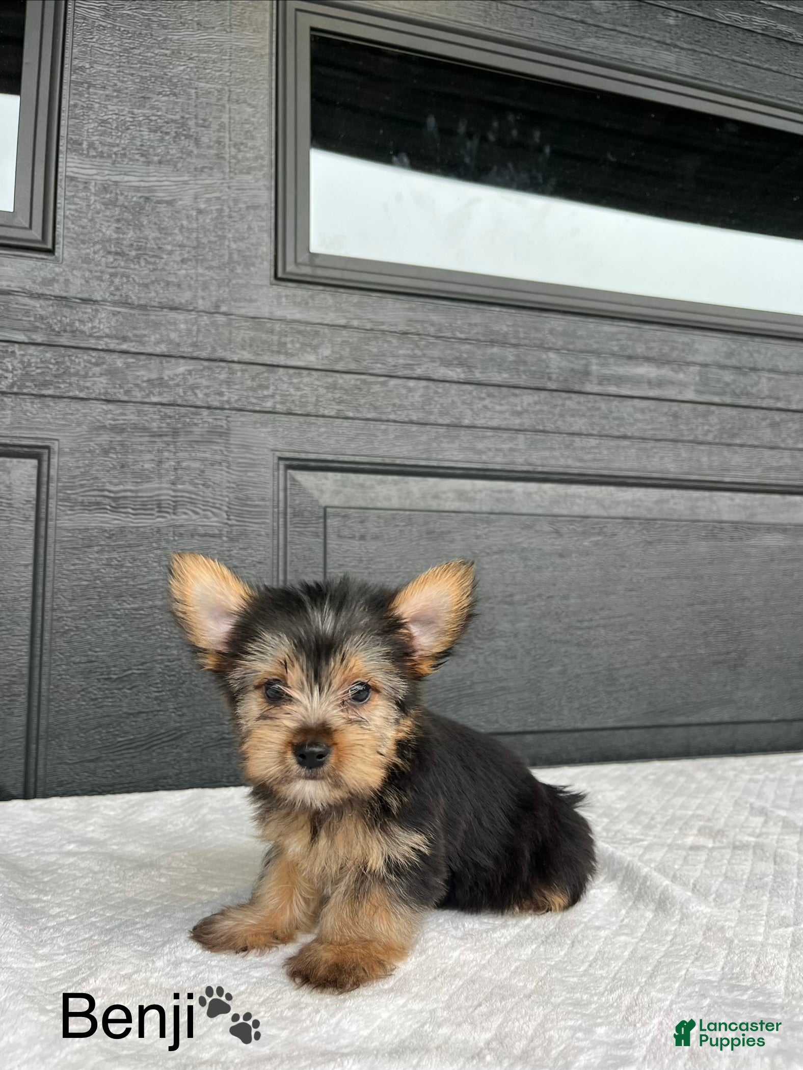 Yorkshire Terrier dogs Benji - Ad 1