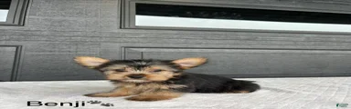 Benji