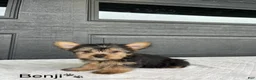 Yorkshire Terrier dogs for sale: Benji - Ad 1