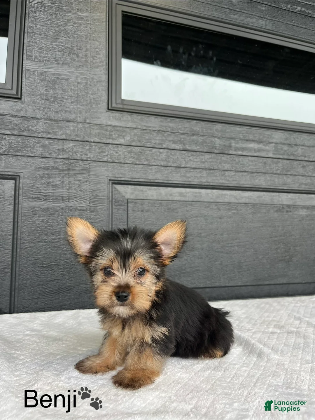 Yorkshire Terrier dogs for sale: Benji - Ad 1