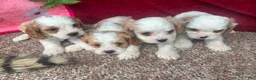 Cavapoo dogs for sale: Mr Colby - Ad 24