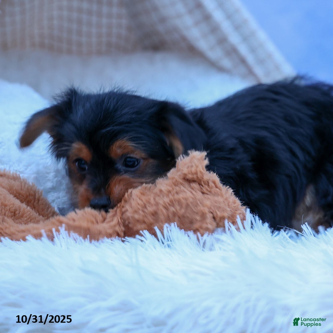 Yorkshire Terrier dogs for sale: Winston - Ad 11