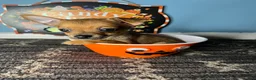 Chihuahua dogs for sale: 🧡MiniChihuahua🧡 - Ad 4