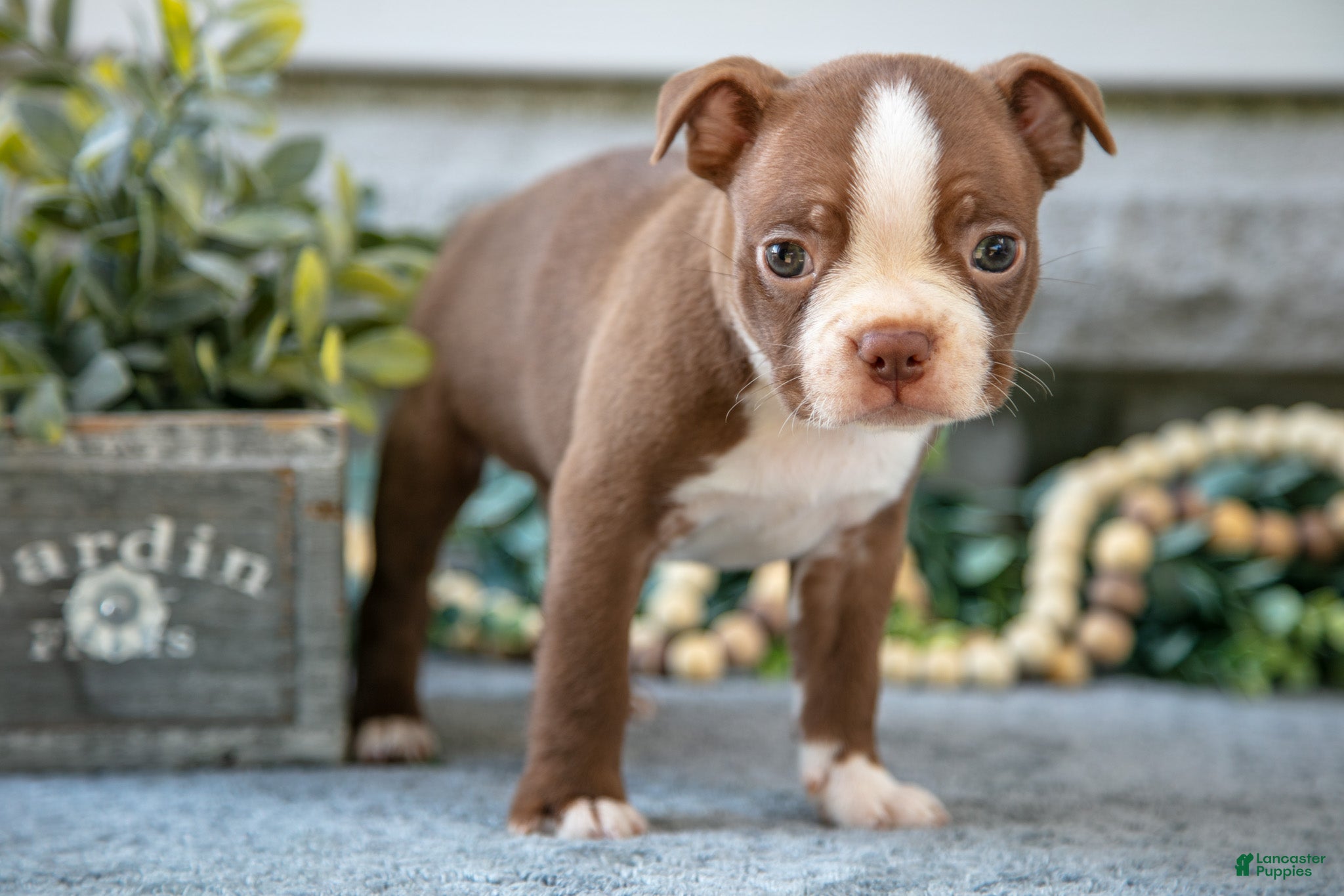 Boston Terrier dogs Flynn - Ad 3