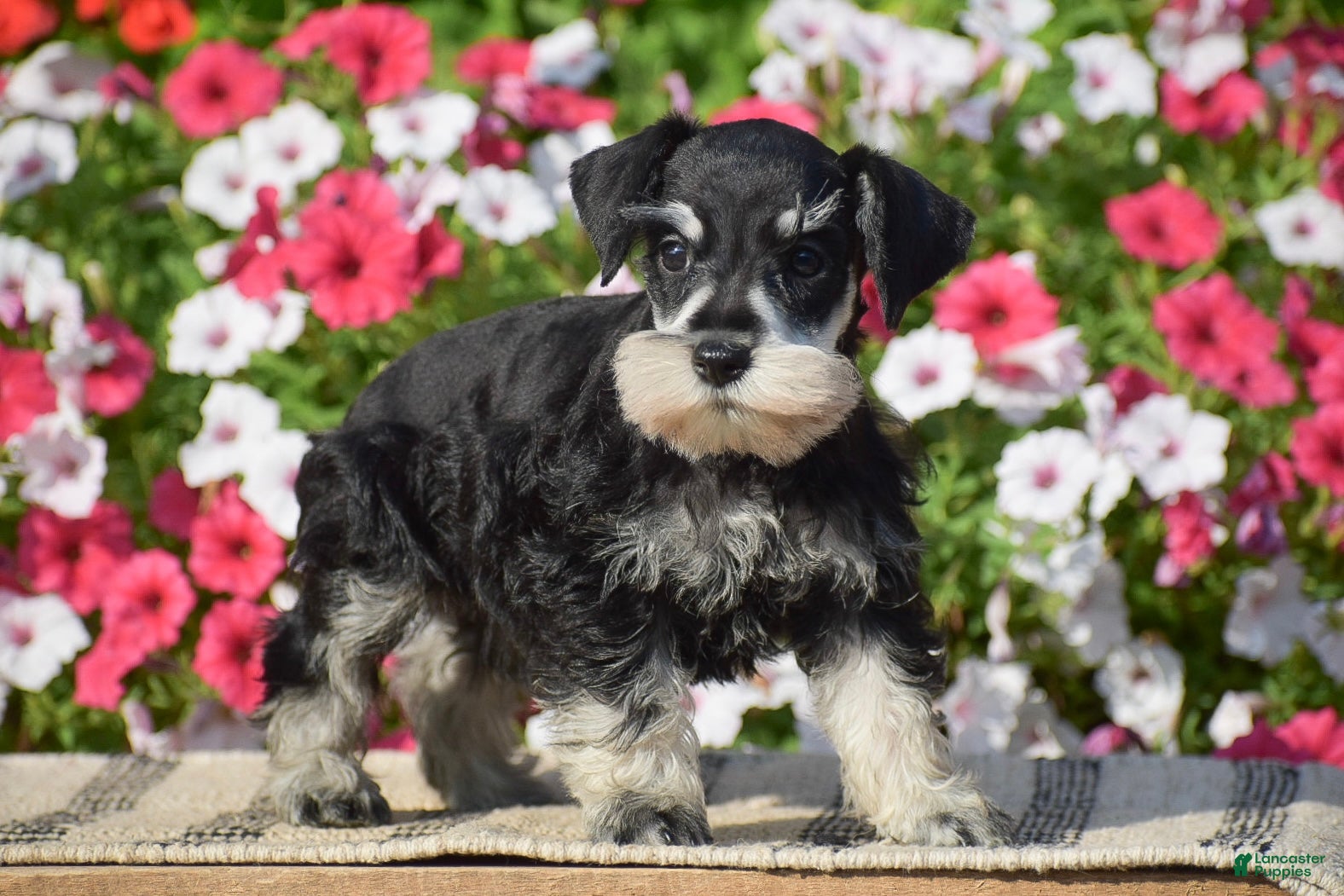 Miniature Schnauzer dogs Abigail - Mini - Ad 2