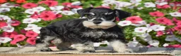 Miniature Schnauzer dogs for sale: Abigail - Mini - Ad 2