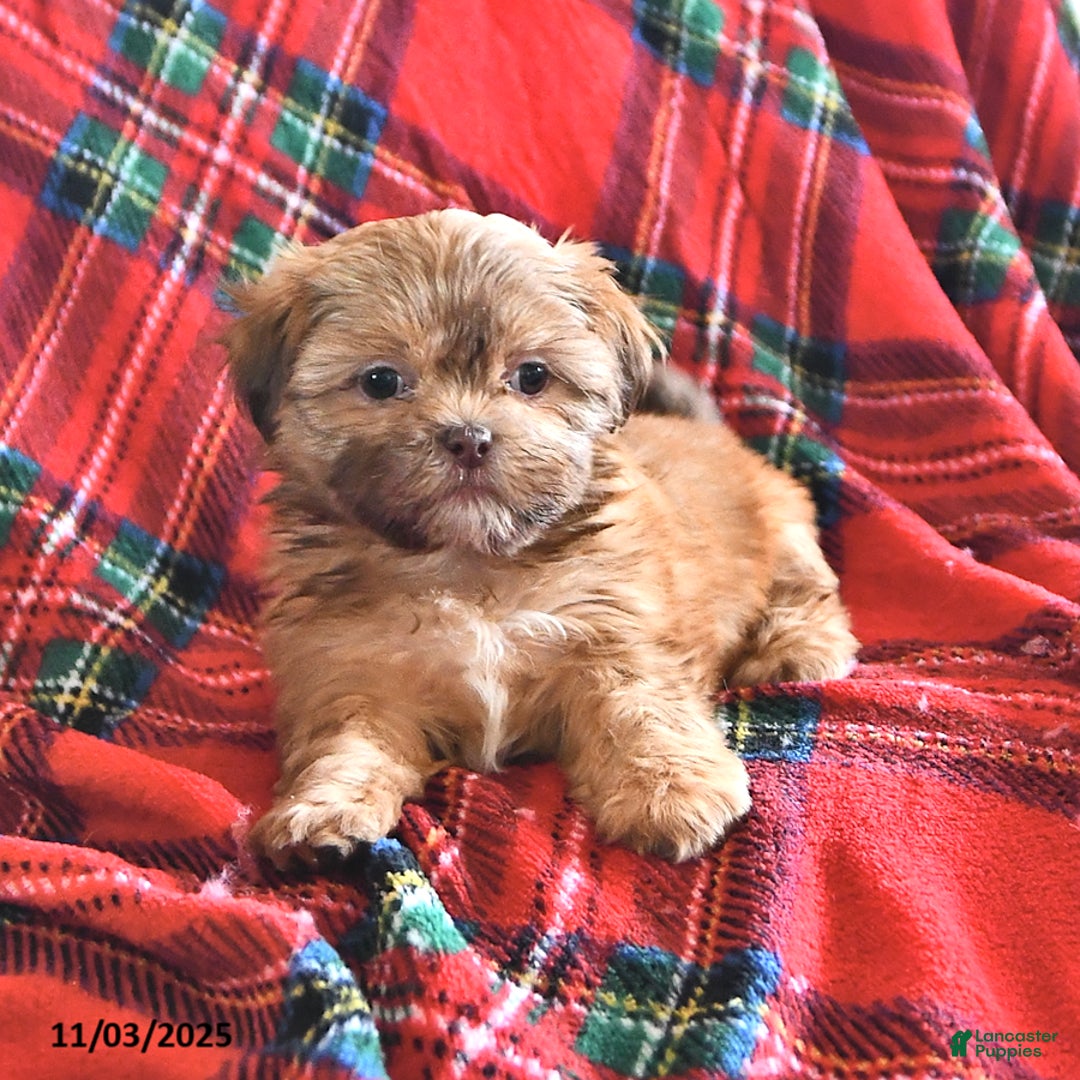 Teddy Bear dogs for sale: Ruth - Ad 3