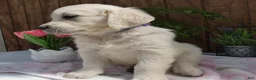 Golden Retriever dogs for sale: Golden Retriever 10 - Ad 3