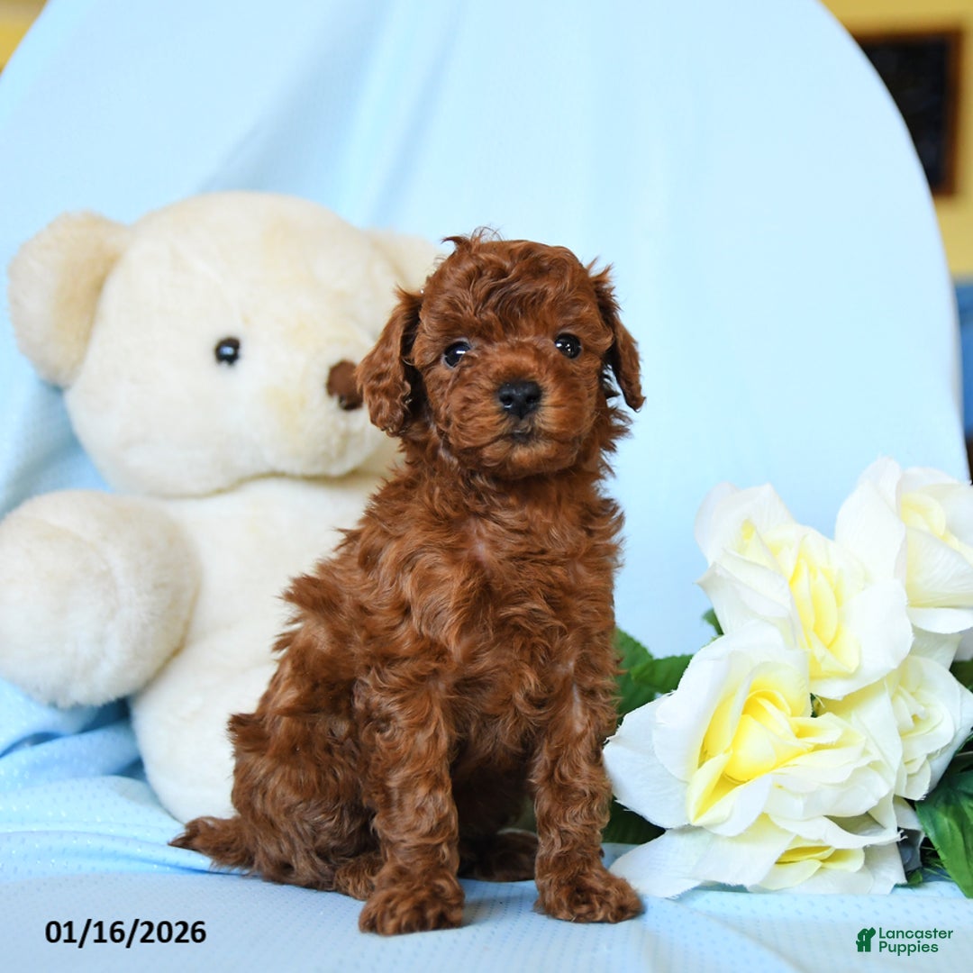 Toy Poodle dogs for sale: Woody - Ad 4