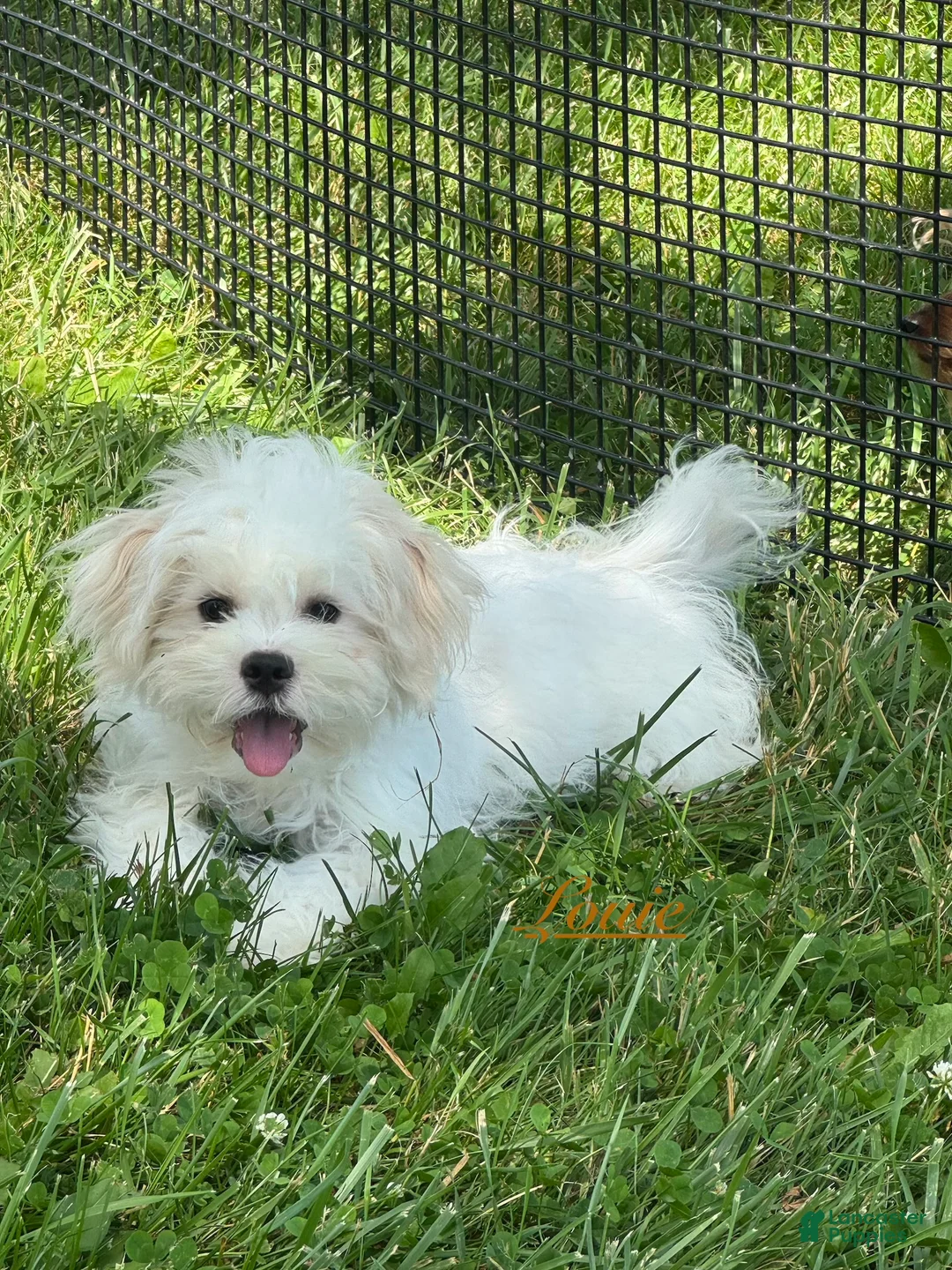 Mixed Breed dogs for sale: Louie - Ad 1