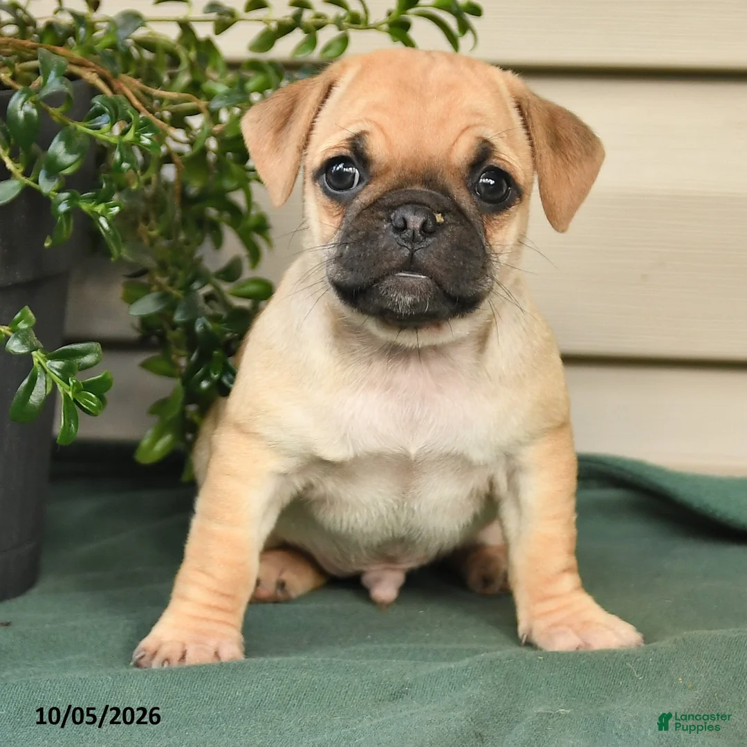 Jug dogs for sale: Caramel - Ad 2