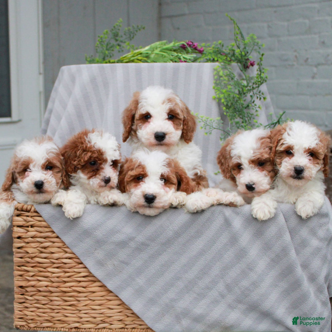 Miniature Poodle dogs for sale: Rudy  - Ad 5