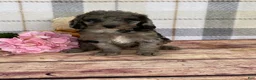 Miniature Labradoodle dogs for sale: Tammy - Ad 4