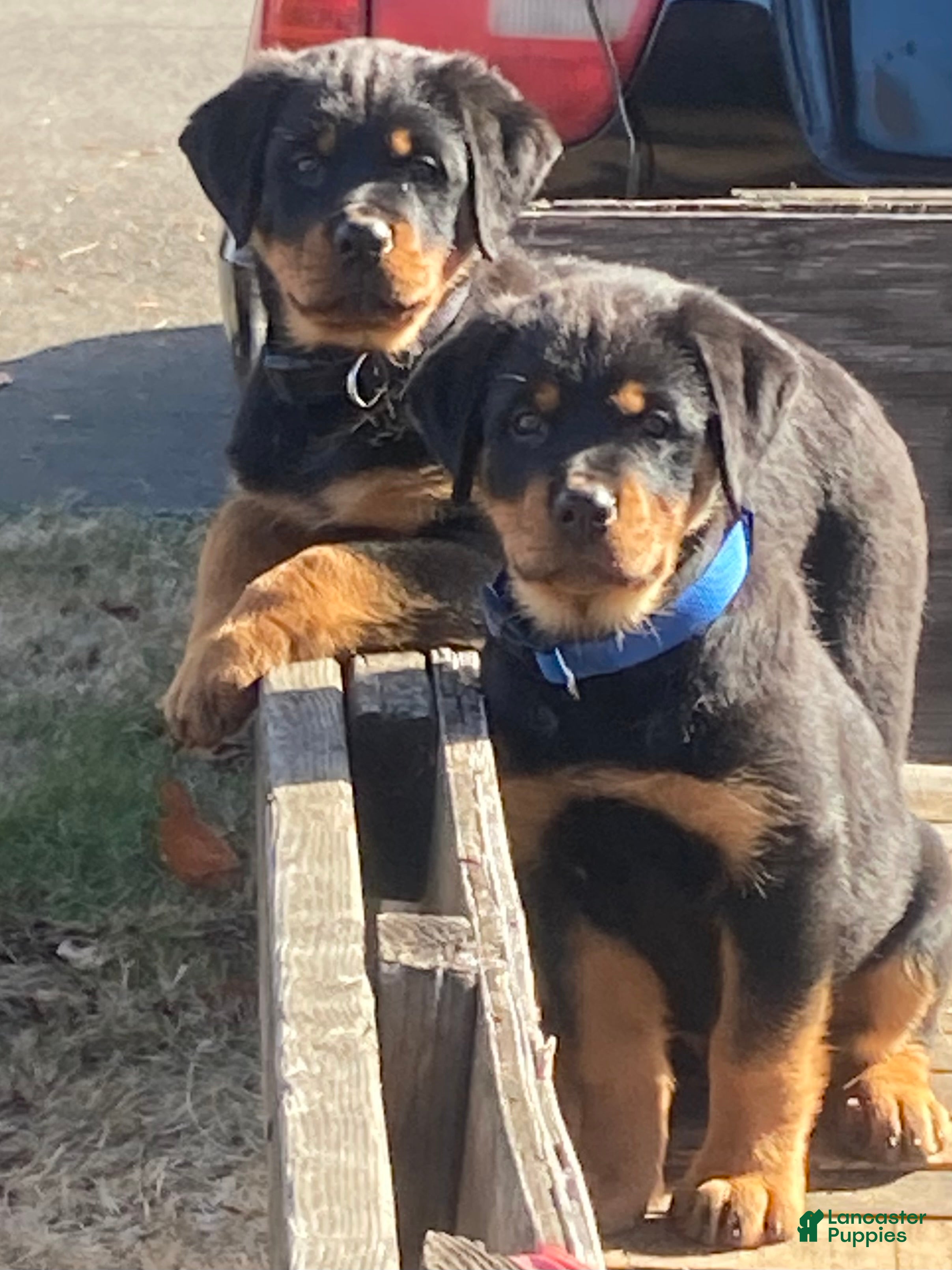 Rottweiler dogs for sale: Poseidon - Ad 2