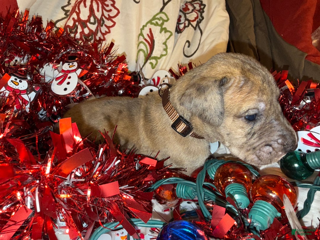 Great Dane dogs for sale: Latte - Ad 9