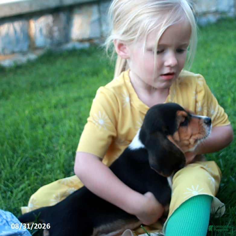 Beagle dogs Coco - Ad 2