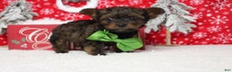 Yorkiepoo dogs for sale: Maize - Ad 9