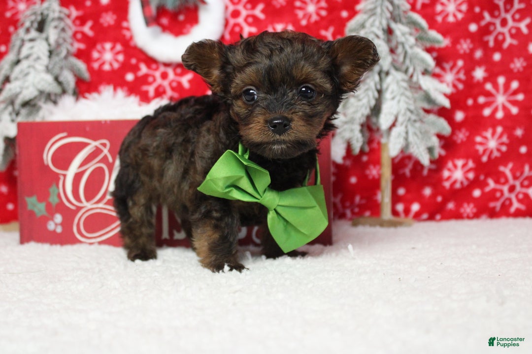 Yorkiepoo dogs for sale: Maize - Ad 9