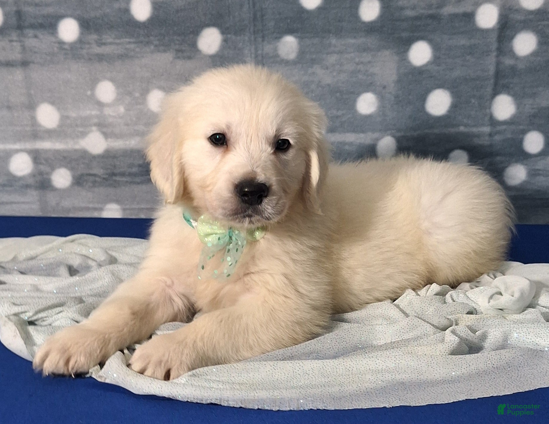 Golden Retriever dogs Jasper - Ad 15