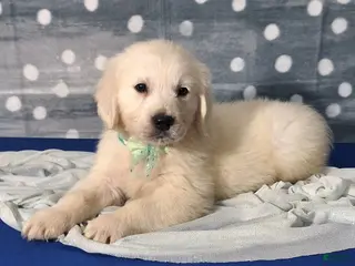 Golden Retriever dogs Jasper - Ad 37