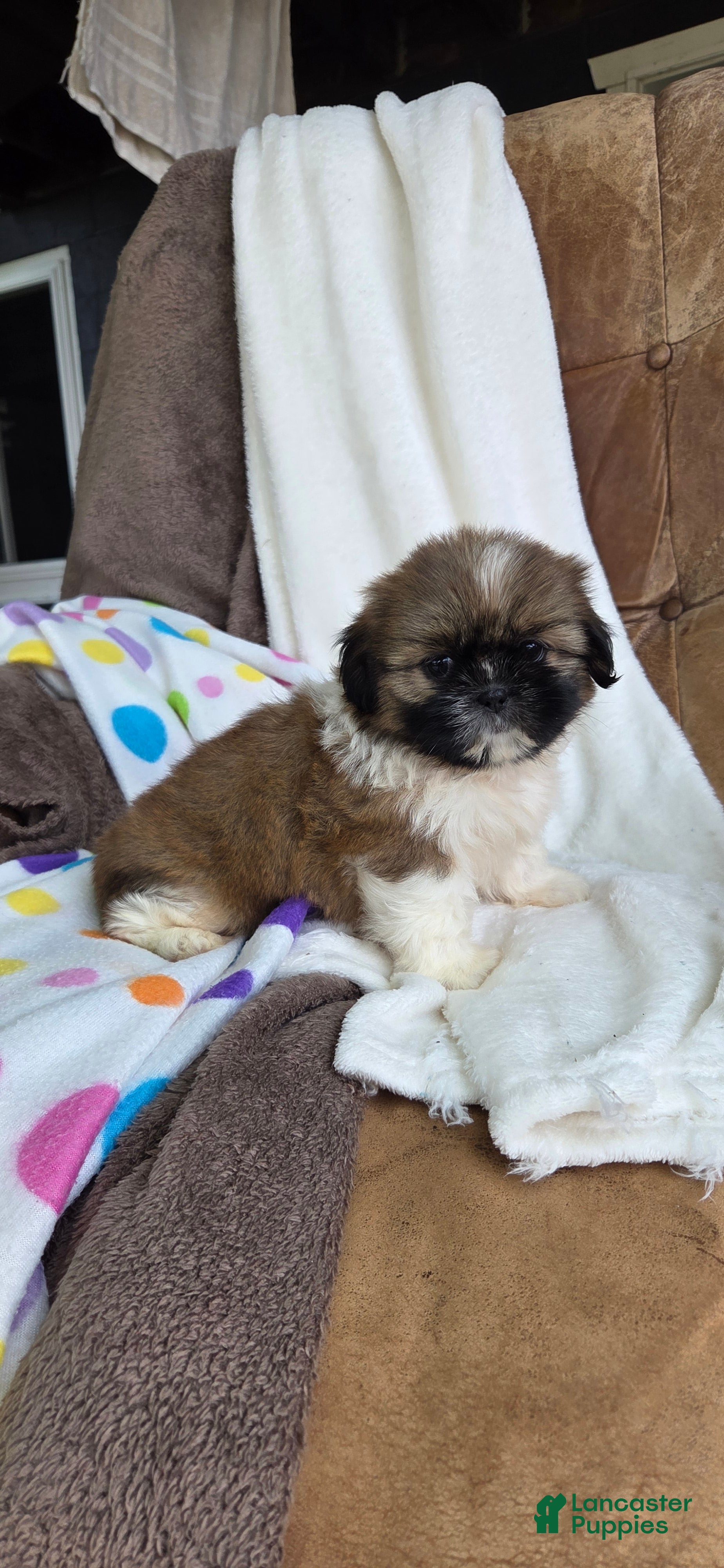 Shih Tzu dogs Olivia  - Ad 2