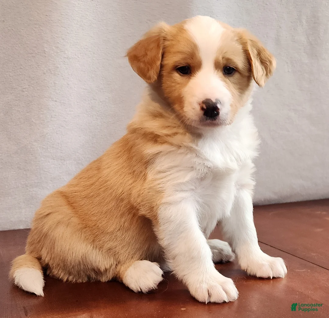English Shepherd dogs for sale: Zo - Ad 1