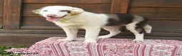 Miniature Australian Shepherd dogs for sale: Gerald - Ad 3