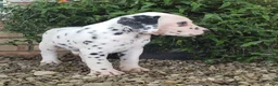 Dalmatian dogs for sale: Stella - Ad 3
