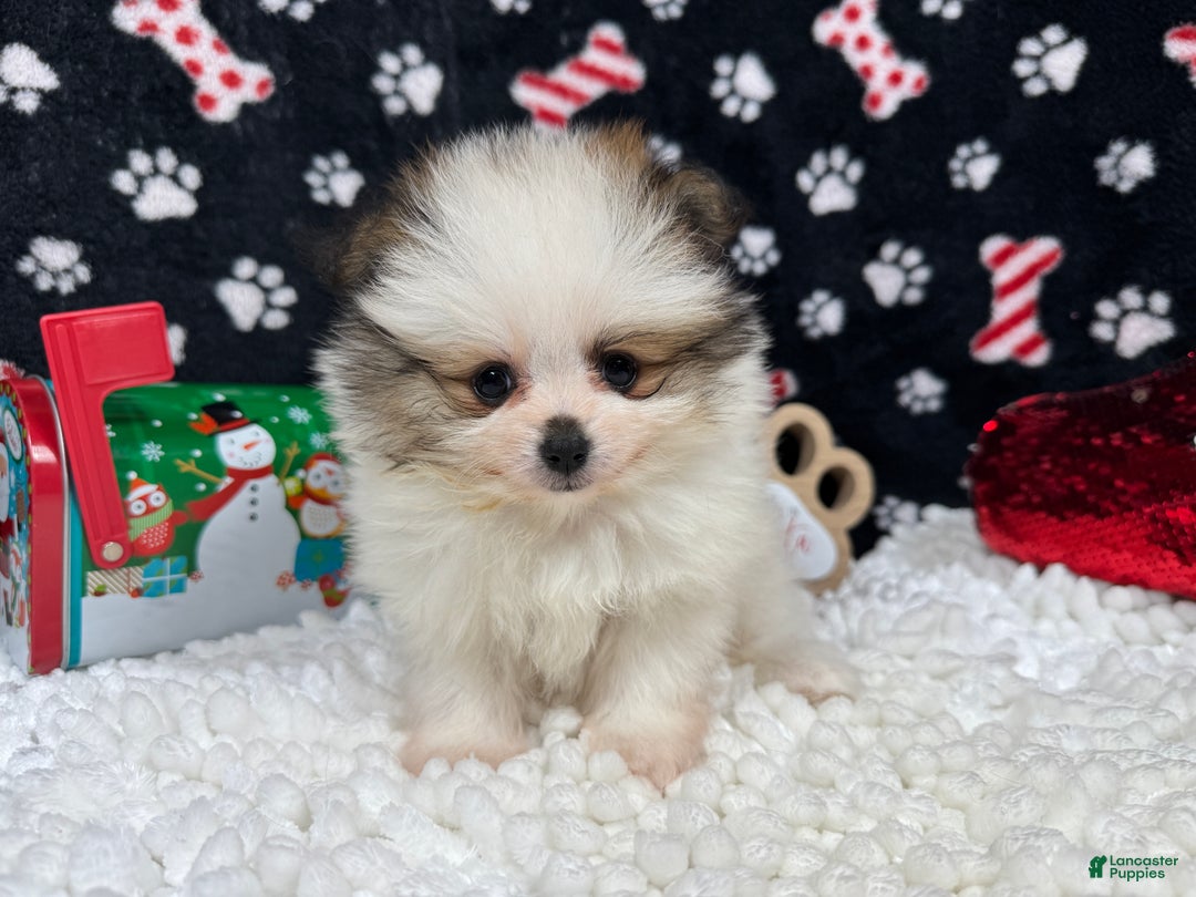 Pomeranian dogs for sale: Pomeranian Puppy 2 - Ad 1